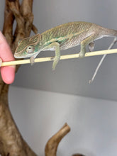 Load image into Gallery viewer, AMBILOBE Panther Chameleon male:(E15)