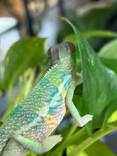Load image into Gallery viewer, Ambilobe male: Flash x Rocky (R6)