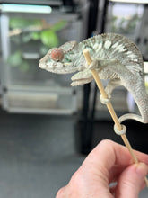 Load image into Gallery viewer, AMBILOBE Panther Chameleon: Rogue x Phoenix (R1)