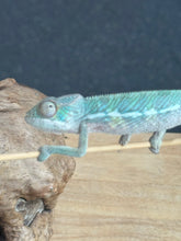 Load image into Gallery viewer, AMBILOBE Panther Chameleon: Frank x Sandy (Q7)