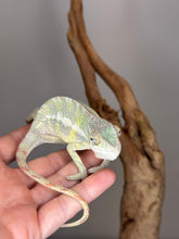 Load image into Gallery viewer, SAMBAVA Panther Chameleon: (E23)