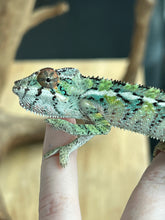 Load image into Gallery viewer, Ambilobe male: Sam x Georgia (R3)