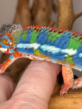 Load image into Gallery viewer, AMBILOBE Panther Chameleon: (J1)