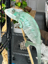 Load image into Gallery viewer, ANKILOBE Panther Chameleon: Ankify x Ambilobe (S7)
