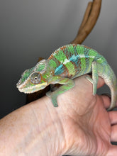 Load image into Gallery viewer, AMBILOBE Male Panther Chameleon: (E7)