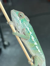 Load image into Gallery viewer, Ambilobe male: Flash x Rocky (R5)