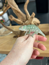 Load image into Gallery viewer, ANKILOBE Panther Chameleon: Ankify x Ambilobe (R10)