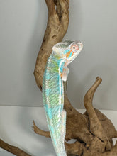 Load image into Gallery viewer, AMBILOBE Male Panther Chameleon: (E8)