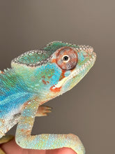 Load image into Gallery viewer, AMBILOBE Male Panther Chameleon: (E30)