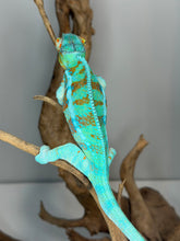Load image into Gallery viewer, 💎 Stunning Adult Ambanja Panther Chameleon Holdback – Vibrant Turquoise with Red/Orange Barring | H8
