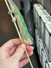 Load image into Gallery viewer, AMBILOBE Panther Chameleon: Frank x Sandy (J6)