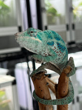Load image into Gallery viewer, AMBANJA/NOSY FALY male (E15)