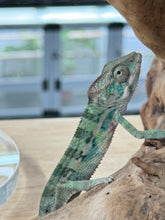 Load image into Gallery viewer, AMBILOBE Panther Chameleon: Starburst x Shirin (P1)