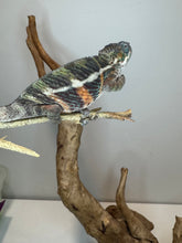 Load image into Gallery viewer, AMBILOBE Panther Chameleon: (E18)
