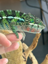 Load image into Gallery viewer, AMBILOBE Panther Chameleon: Frank x Sandy (C5)
