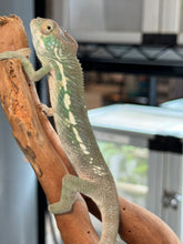 Load image into Gallery viewer, AMBANJA Panther Chameleon: Dubois x Ellie (S4)