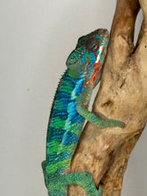 Load image into Gallery viewer, Stunning Ambilobe panther chameleon at FramsChams.com