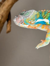Load image into Gallery viewer, AMBILOBE Panther Chameleon: (J2)