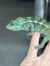 Load image into Gallery viewer, AMBANJA/NOSY FALY male (E12)