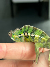 Load image into Gallery viewer, Sambava Male: Marley x Mabel (E1)