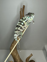 Load image into Gallery viewer, Sambava Male: Marley x Mabel (E11)
