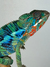 Load image into Gallery viewer, Stunning Ambilobe panther chameleon at FramsChams.com