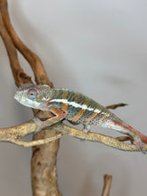 Load image into Gallery viewer, AMBILOBE Panther Chameleon: (E18)