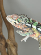 Load image into Gallery viewer, AMBILOBE Male Panther Chameleon: (E1)