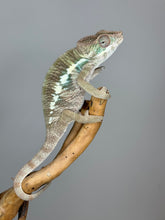Load image into Gallery viewer, AMBILOBE Male Panther Chameleon: (E32)