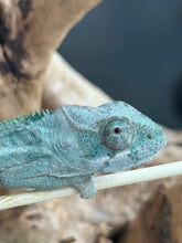 Load image into Gallery viewer, AMBILOBE Panther Chameleon: Frank x Sandy (Q2)