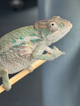 Load image into Gallery viewer, AMBILOBE Panther Chameleon male:(E31)