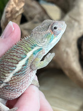 Load image into Gallery viewer, Ambilobe male: Flash x Rocky (J6)