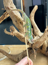 Load image into Gallery viewer, AMBILOBE male: Sam x Amie (R19)