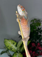 Load image into Gallery viewer, Ambilobe Male (R10)