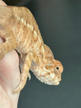 Load image into Gallery viewer, NOSY BE FEMALE Panther Chameleon: 🚺 (S11)