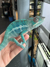 Load image into Gallery viewer, AMBANJA Panther Chameleon: (E21)