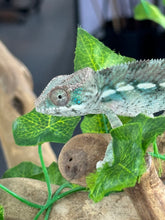Load image into Gallery viewer, AMBILOBE Panther Chameleon: Frank x Sandy (I8)