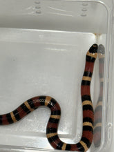 Load image into Gallery viewer, Apricot Pueblan Milk Snake- (MS1)