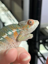 Load image into Gallery viewer, AMBILOBE male: Sam x Amie (Q4)