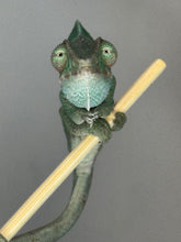 Load image into Gallery viewer, AMBILOBE Panther Chameleon: (E7)