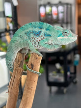 Load image into Gallery viewer, AMBANJA/NOSY FALY male (E15)