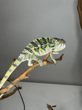 Load image into Gallery viewer, AMBILOBE Panther Chameleon: (E16)