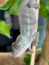 Load image into Gallery viewer, AMBANJA Panther Chameleon: Blue Inferno x Tango (E9)