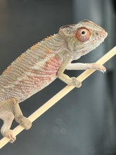 Load image into Gallery viewer, AMBILOBE Panther Chameleon: Magnus x Skittles (R2)