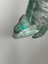 Load image into Gallery viewer, AMBANJA X ANKIFY Panther Chameleon:(J10)