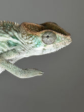 Load image into Gallery viewer, AMBILOBE male panther chameleon: Flash x Opal (J9)