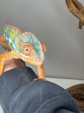 Load image into Gallery viewer, AMBILOBE Panther Chameleon: (J5)