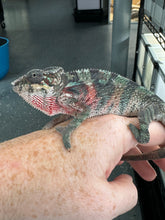 Load image into Gallery viewer, AMBILOBE Panther Chameleon male: (E33)