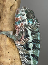 Load image into Gallery viewer, AMBILOBE Panther Chameleon: (E8)