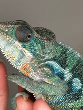 Load image into Gallery viewer, AMBILOBE Male Panther Chameleon: (E35)